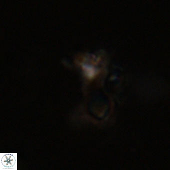 Marthasterites furcatus VR 22958