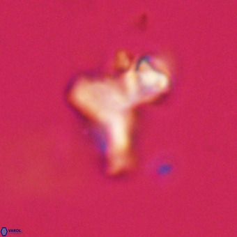 Marthasterites furcatus VR 22961