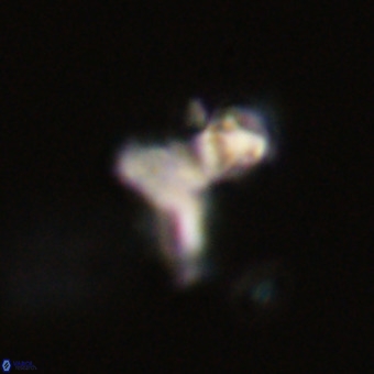Marthasterites furcatus VR 22962