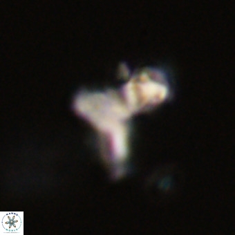 Marthasterites furcatus VR 22962