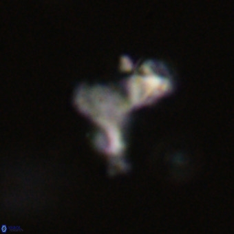 Marthasterites furcatus VR 22963