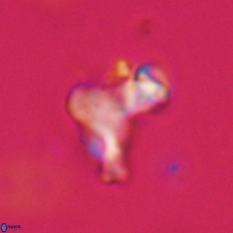 Marthasterites furcatus VR 22964