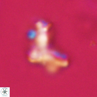 Marthasterites furcatus VR 22965