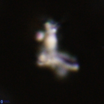 Marthasterites furcatus VR 22966