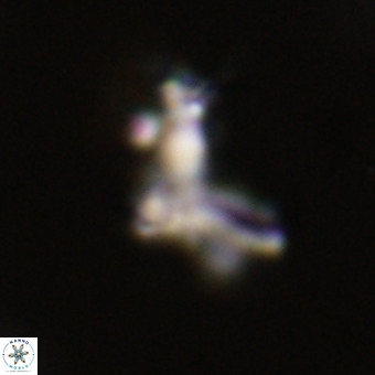 Marthasterites furcatus VR 22966