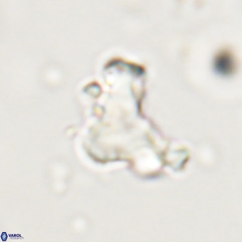 Marthasterites furcatus VR 22967
