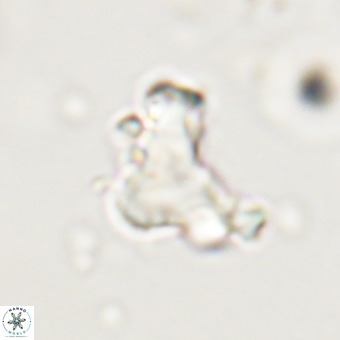 Marthasterites furcatus VR 22967