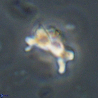 Marthasterites furcatus VR 22969