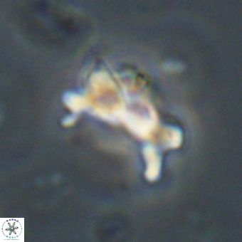 Marthasterites furcatus VR 22969