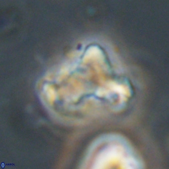 Marthasterites furcatus VR 22970
