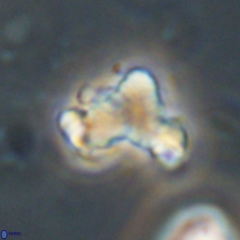 Marthasterites furcatus VR 22971