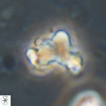 Marthasterites furcatus VR 22971