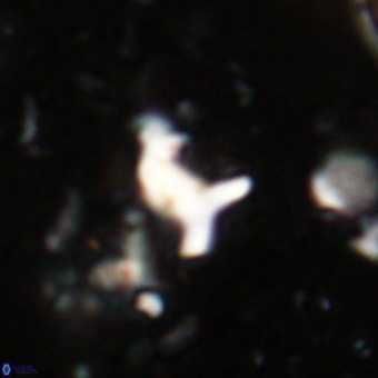Marthesterites furcatus VR 20949