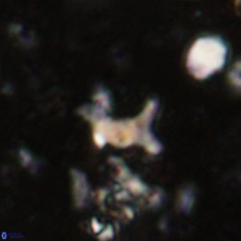Marthesterites furcatus VR 20952