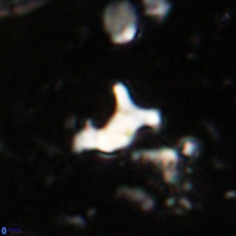 Marthesterites furcatus VR 20953