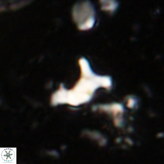 Marthesterites furcatus VR 20953