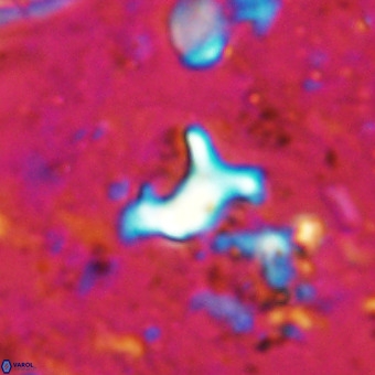 Marthesterites furcatus VR 20954