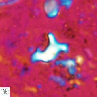 Marthesterites furcatus VR 20954