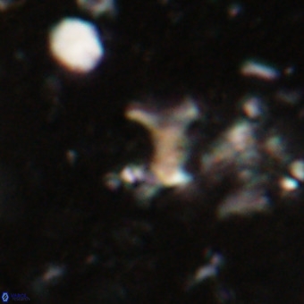 Marthesterites furcatus VR 20955