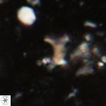 Marthesterites furcatus VR 20955