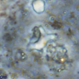 Marthesterites furcatus VR 20957