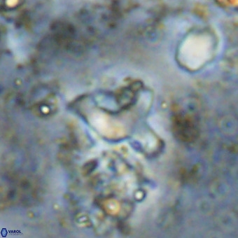 Marthesterites furcatus VR 20959
