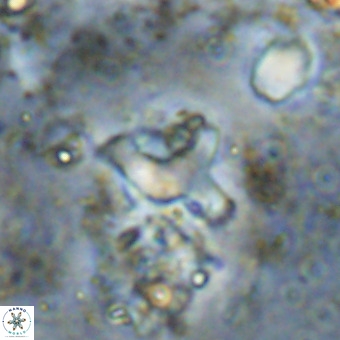 Marthesterites furcatus VR 20959