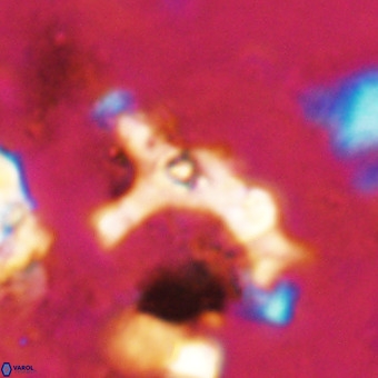 Marthesterites furcatus VR 20986