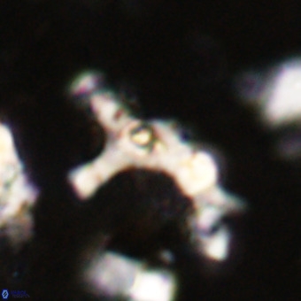 Marthesterites furcatus VR 20987