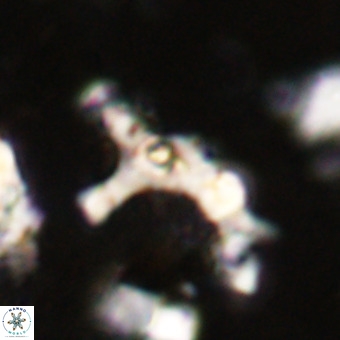 Marthesterites furcatus VR 20987