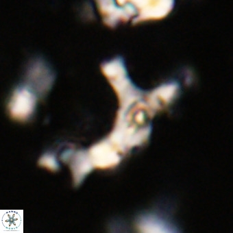Marthesterites furcatus VR 20988