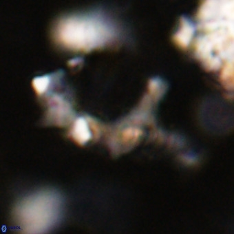 Marthesterites furcatus VR 20991