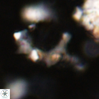 Marthesterites furcatus VR 20991