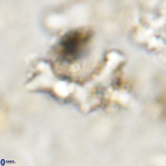 Marthesterites furcatus VR 20992