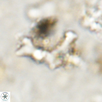 Marthesterites furcatus VR 20992
