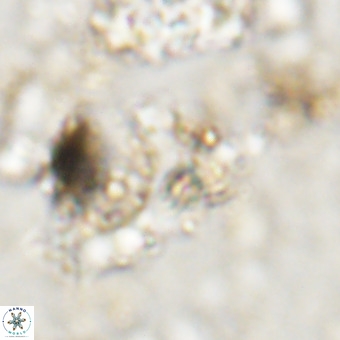 Marthesterites furcatus VR 20993