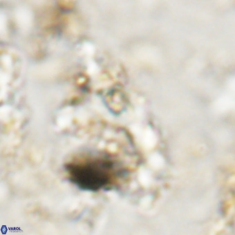 Marthesterites furcatus VR 20994