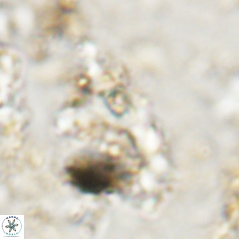 Marthesterites furcatus VR 20994