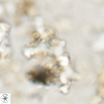 Marthesterites furcatus VR 20995