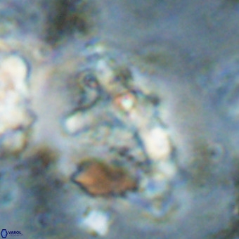 Marthesterites furcatus VR 20996