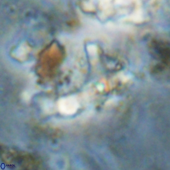 Marthesterites furcatus VR 20997