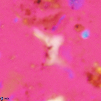 Marthesterites furcatus VR 21002