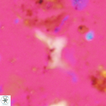 Marthesterites furcatus VR 21002