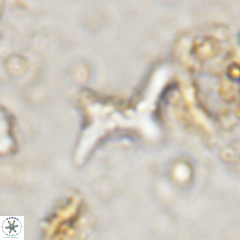 Marthesterites furcatus VR 21012