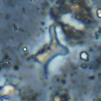 Marthesterites furcatus VR 21014