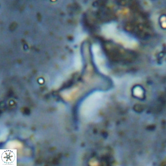 Marthesterites furcatus VR 21014