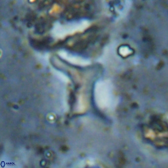 Marthesterites furcatus VR 21015