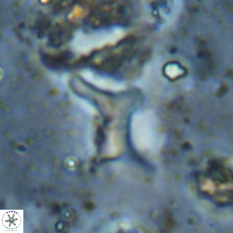 Marthesterites furcatus VR 21015