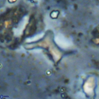 Marthesterites furcatus VR 21016