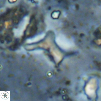 Marthesterites furcatus VR 21016